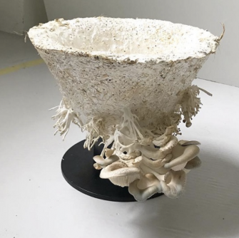 Mycelium